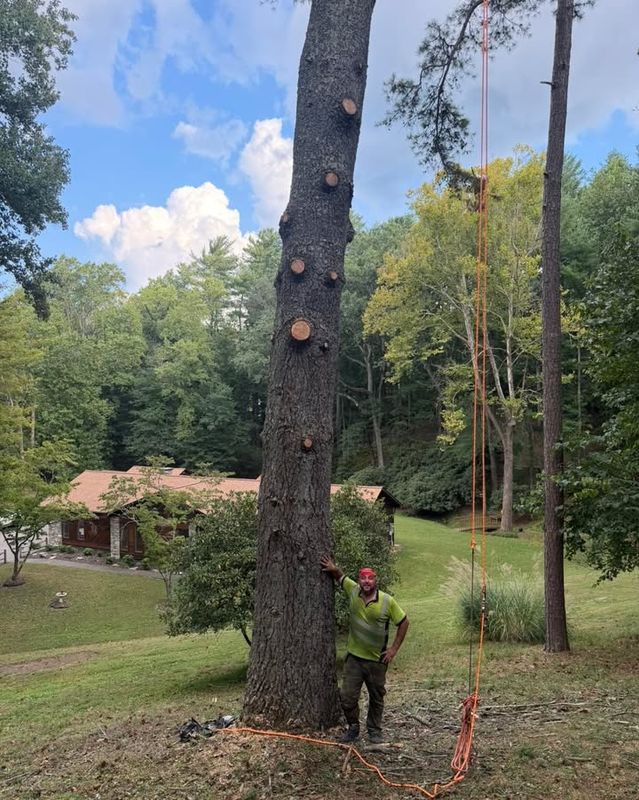 Tree Trimming