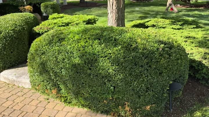Shrub Trimming