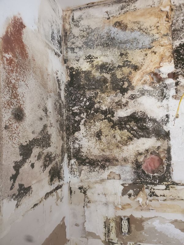 Mold Remediation