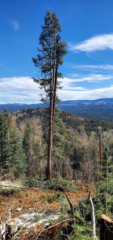 Tree Services