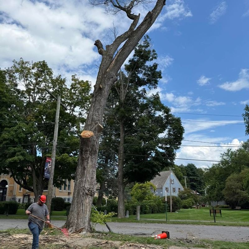 Tree Removal