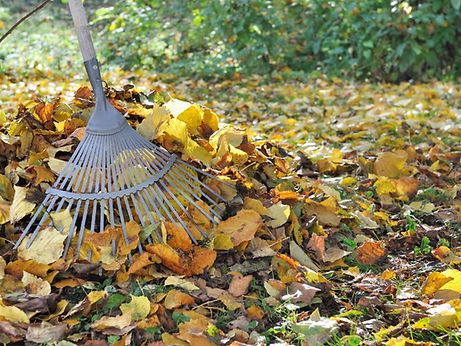 Seasonal Clean-ups