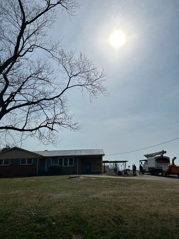 Tree Removal gallery