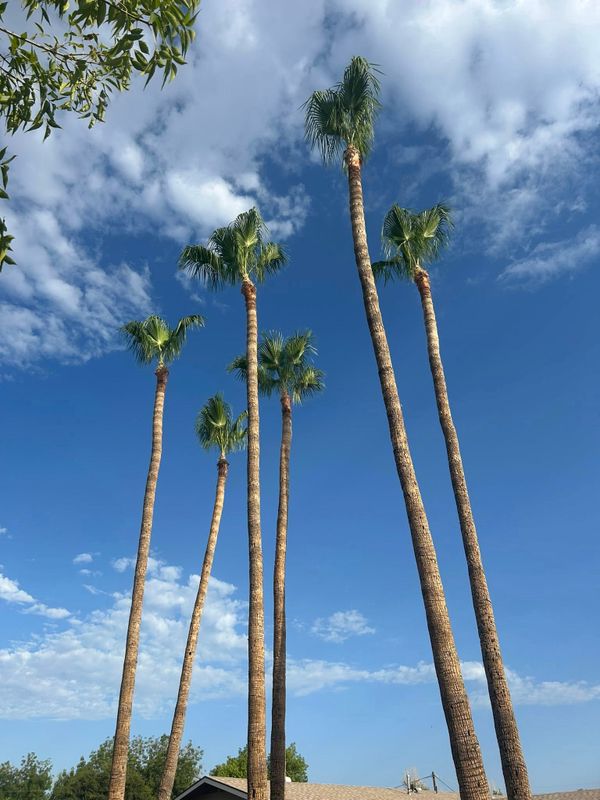 Tree Trimming