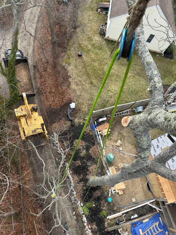 Tree Trimming