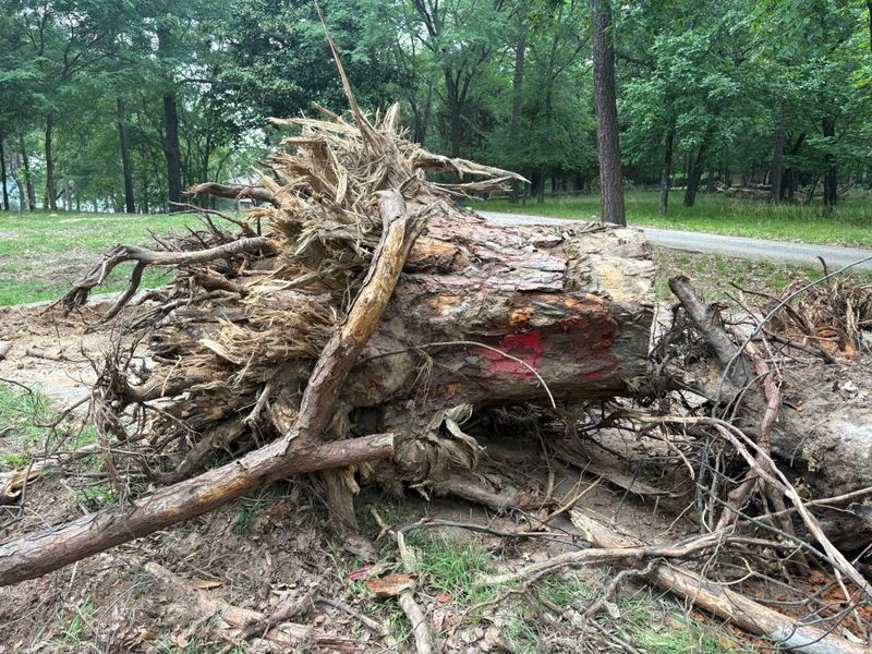 Tree Removal
