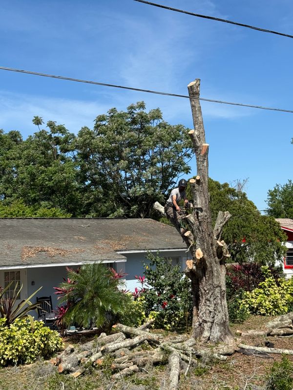 Tree Pruning