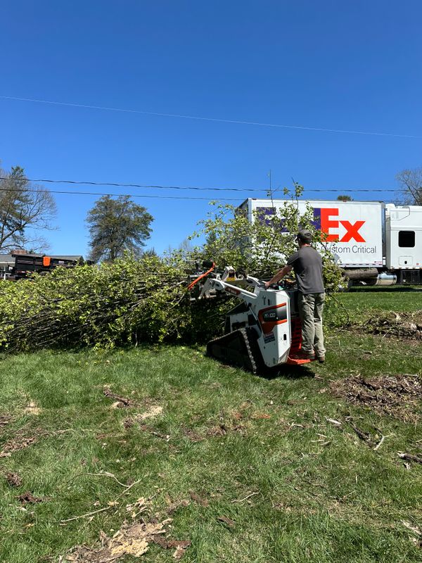 Tree Services