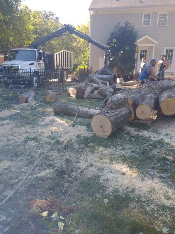 Tree Removal gallery
