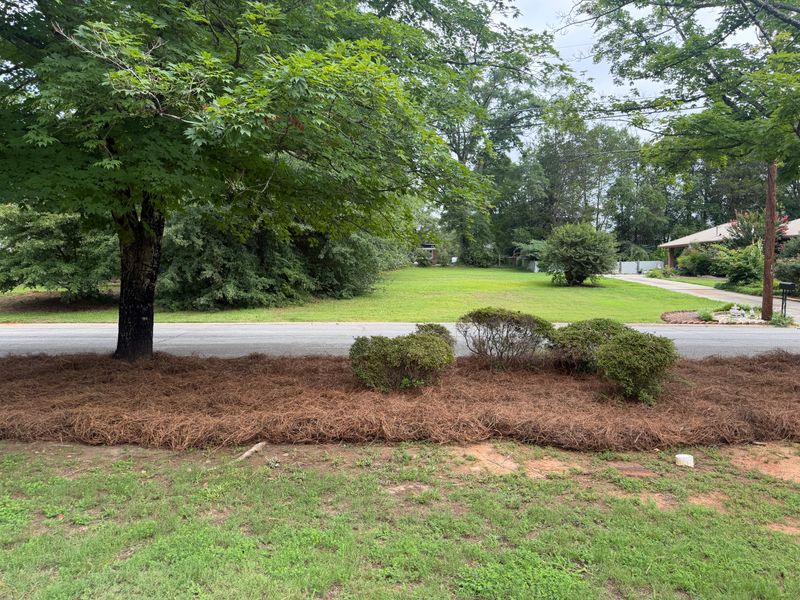 Pine Straw