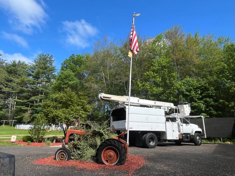 Tree Trimming