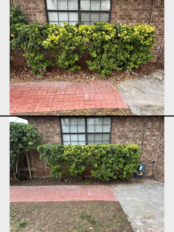 Shrub Trimming