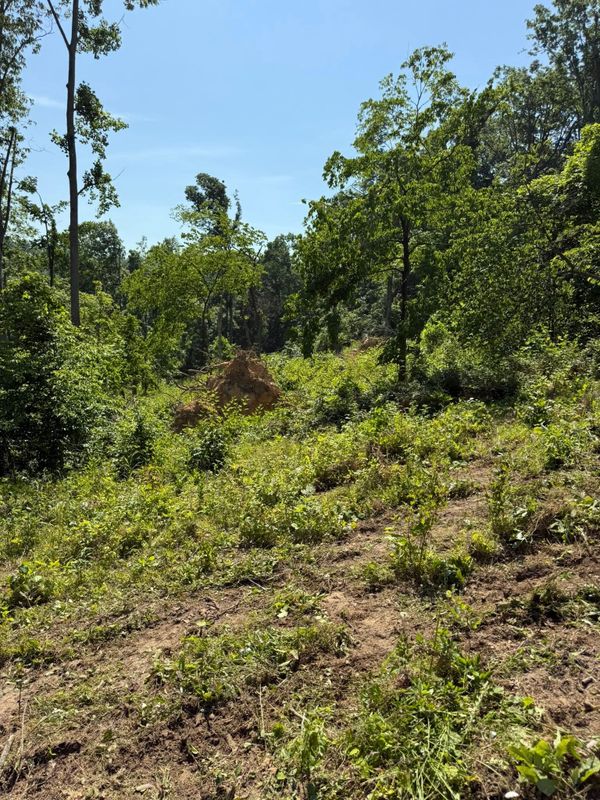 Land Clearing