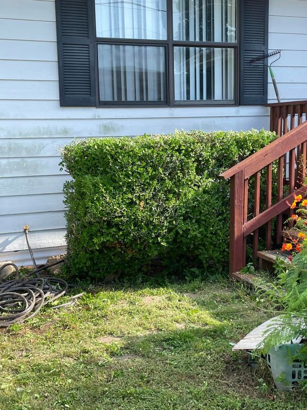 Tree & Shrub Care