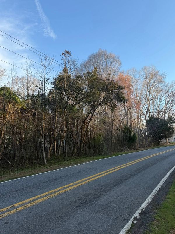 Tree Services