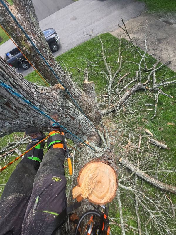 Tree Services