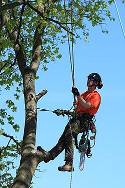 Tree Pruning and Trimming