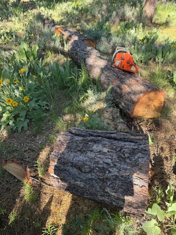Tree Removal