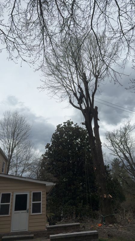 Tree Removal gallery