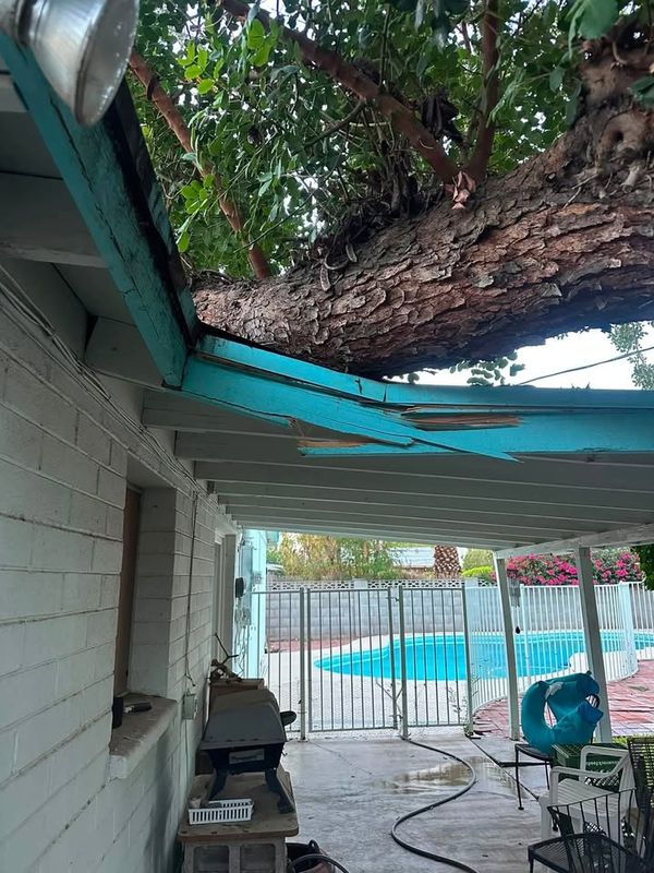 Tree Removal