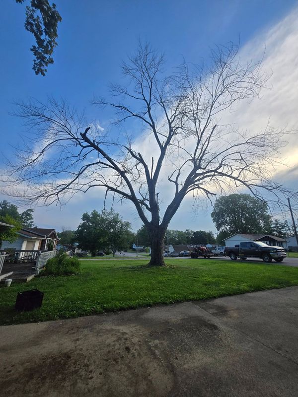 Tree Services