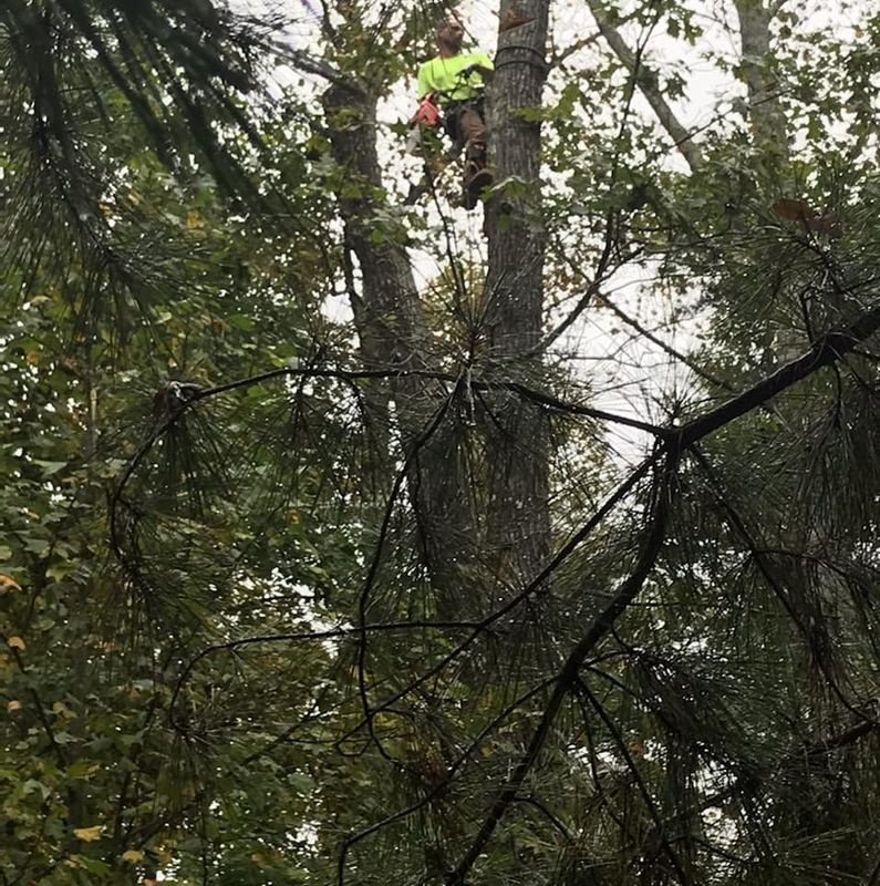 Tree Removal