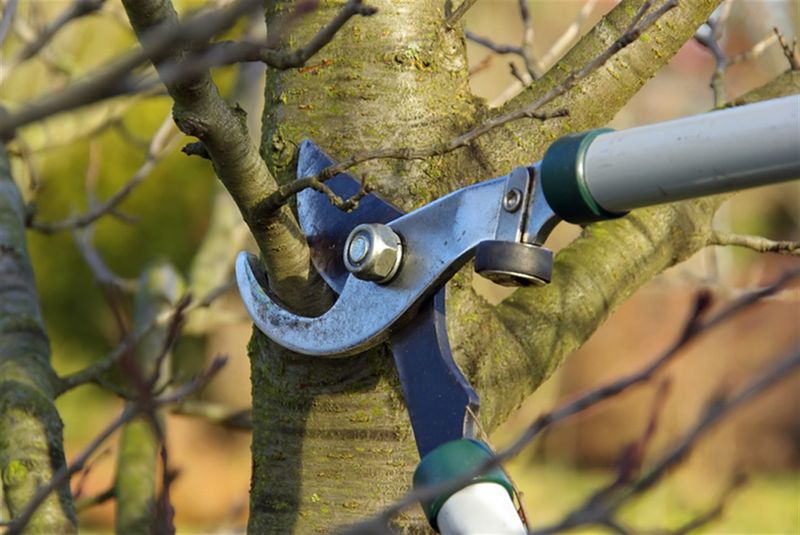 Tree Services