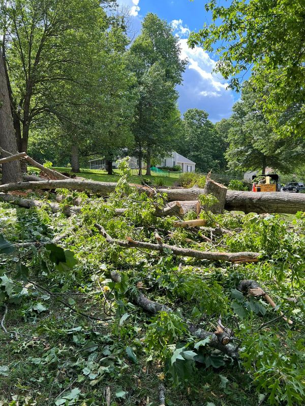 Tree Removal