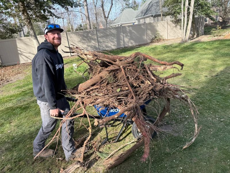 Tree Removal
