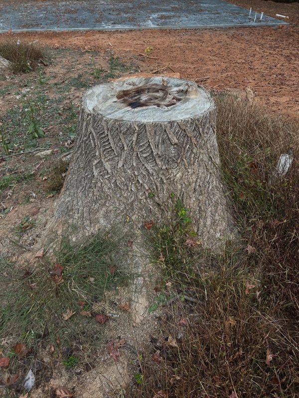 Tree Work