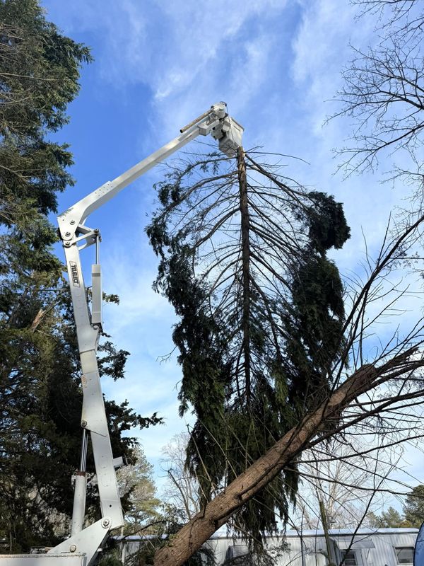 Tree Removal