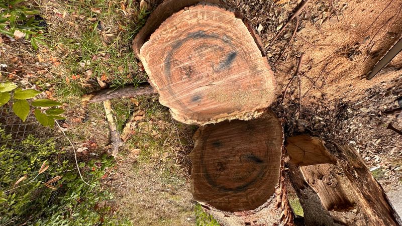Tree trimming and removal