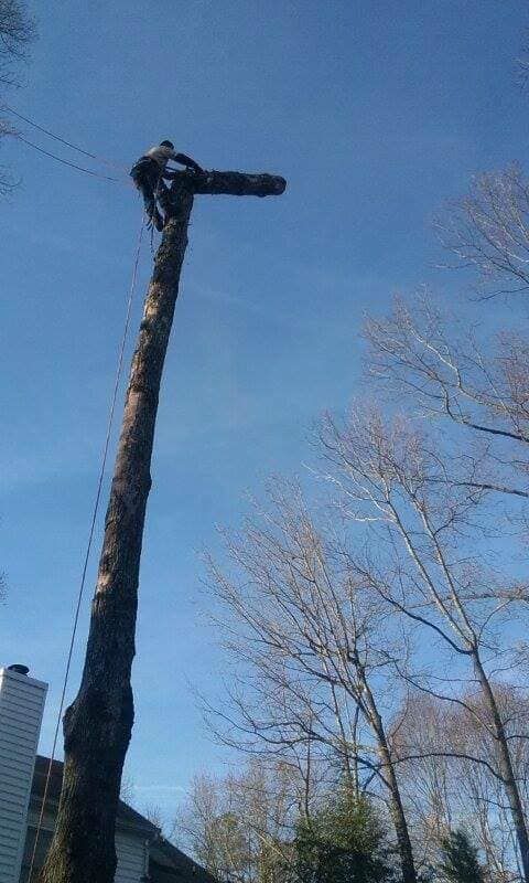 Tree Removal gallery