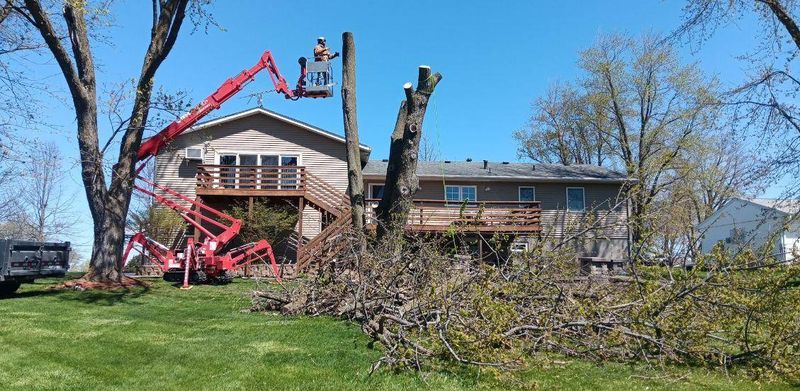 Tree Trimming