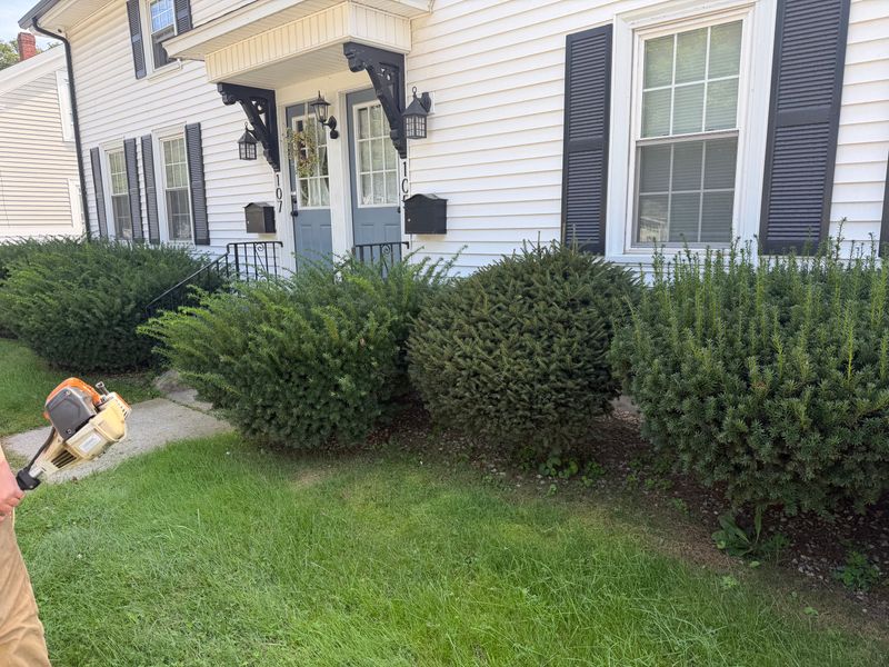 Tree & Shrub Care