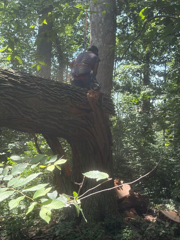 Tree Removal