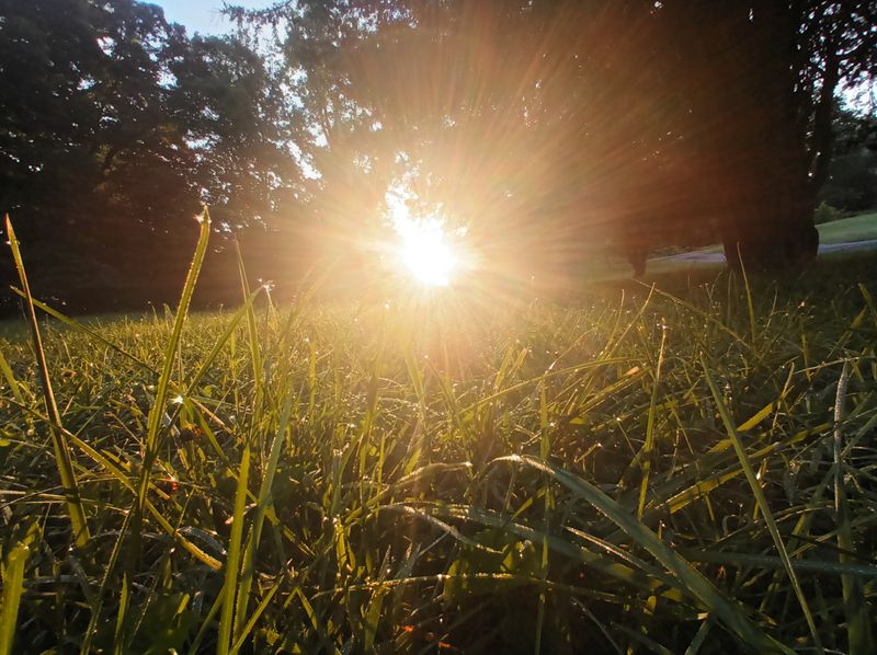 Grass Up