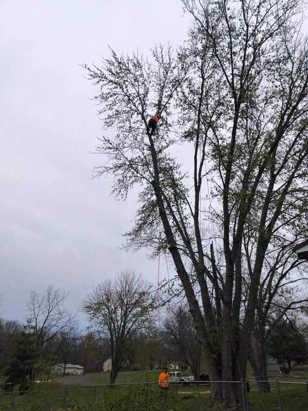 Tree Removal gallery