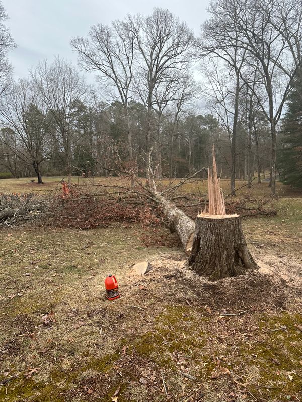 Tree Services