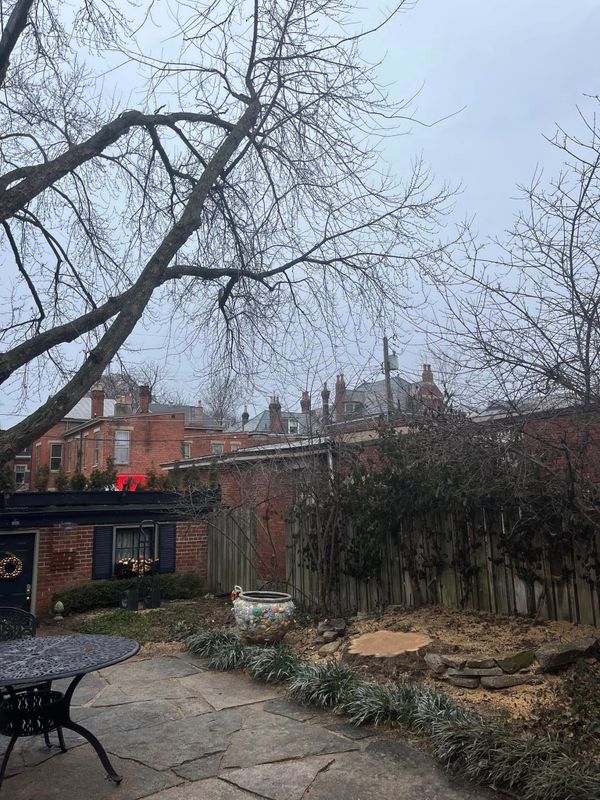 Tree Removal gallery