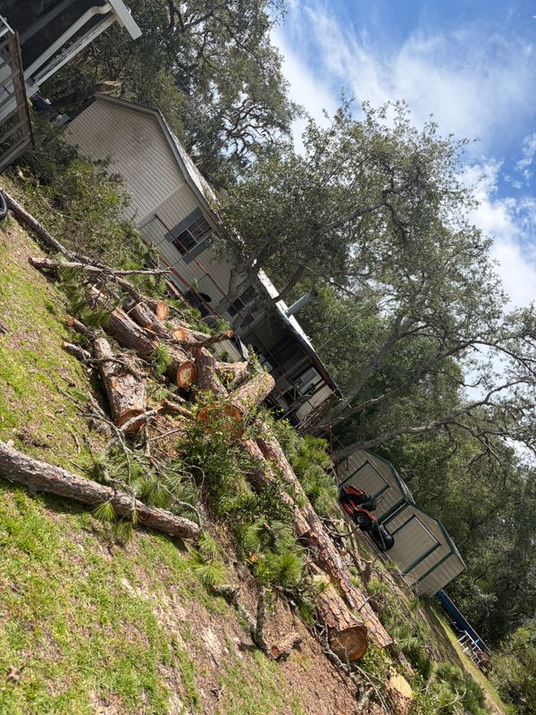 Stump Removal