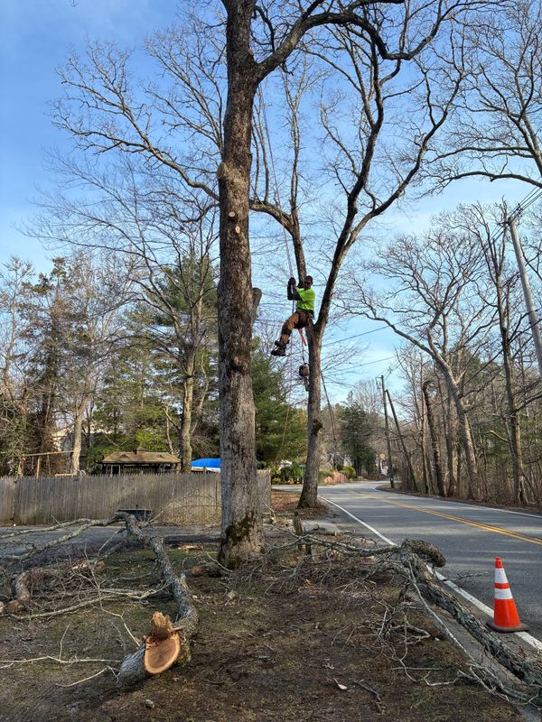 Tree Pruning