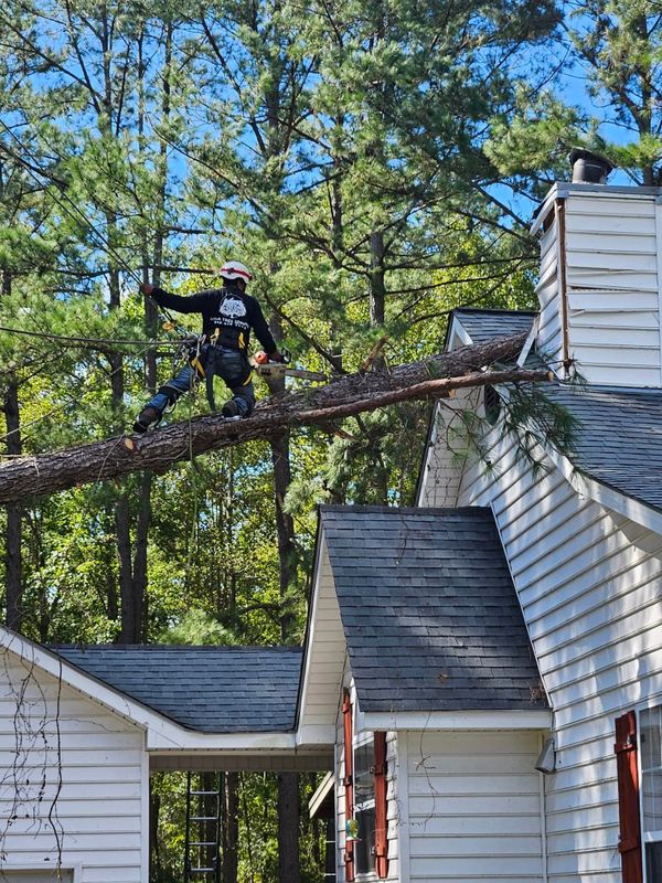 Tree Trimming and Removal