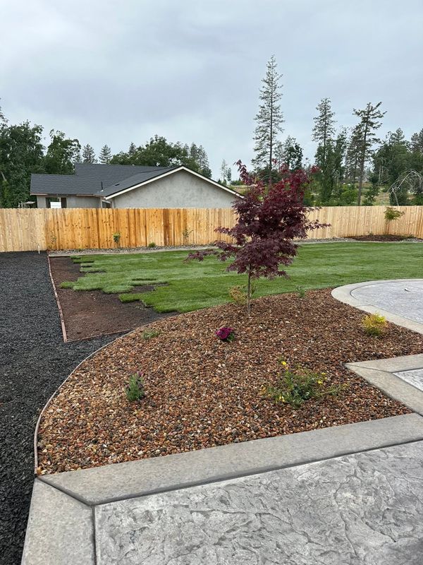 Tree and Shrub Care