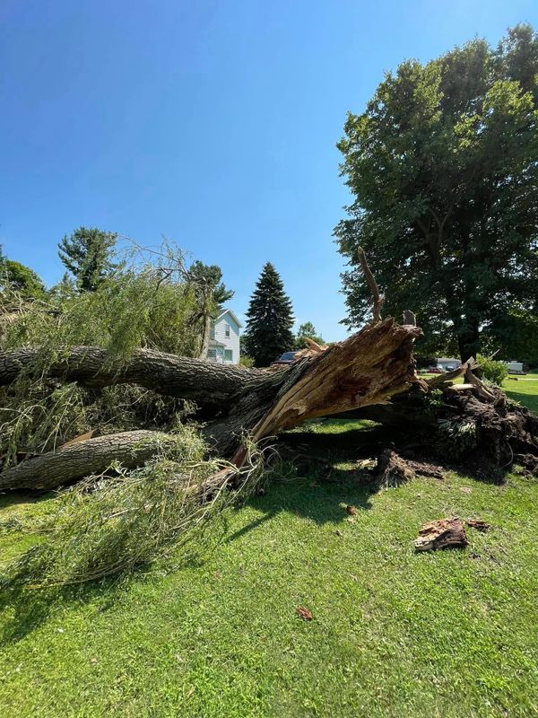 Timber Management
