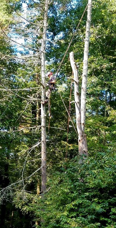 Tree Trimming