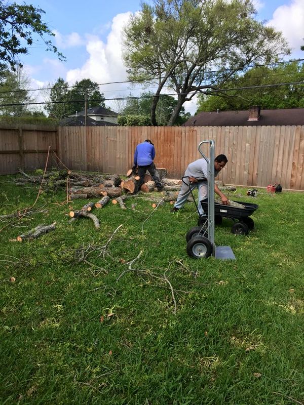 Tree Removal