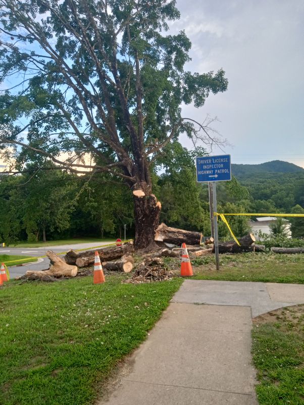 Tree Removal