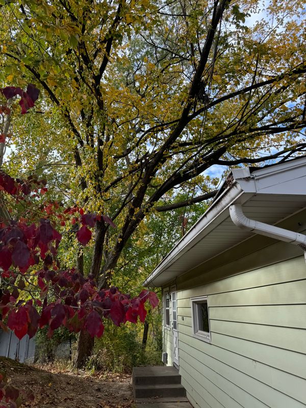 "Ensuring Safe Home Entry: Comprehensive Tree Trimming by Dittmer Tree Service"