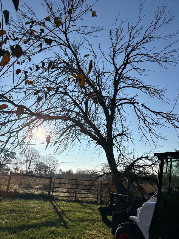Tree Removal
